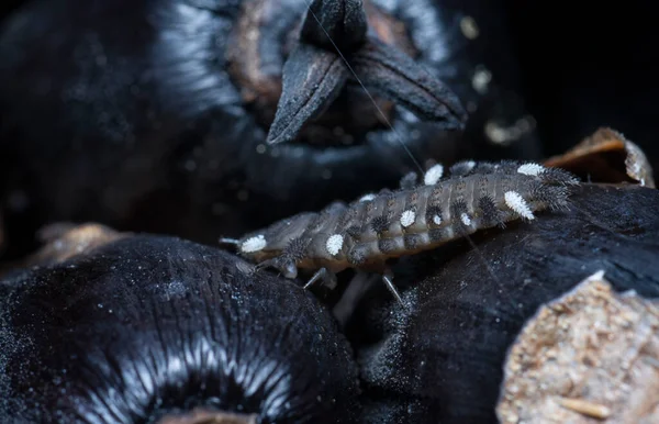 Close Shot Van Schimmel Kever Larven — Stockfoto