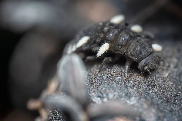Close Shot Fungus Beetle Larvae — Stock Photo, Image