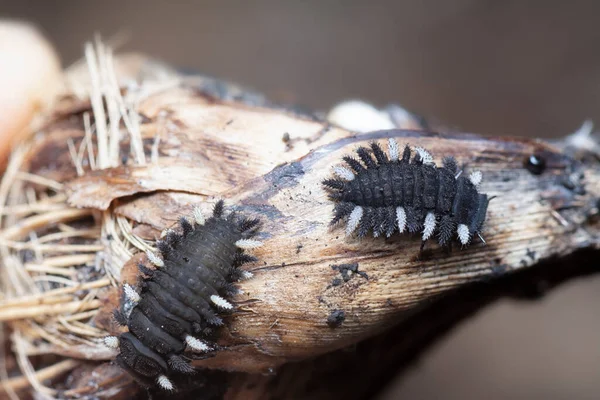 Close Shot Van Schimmel Kever Larven — Stockfoto