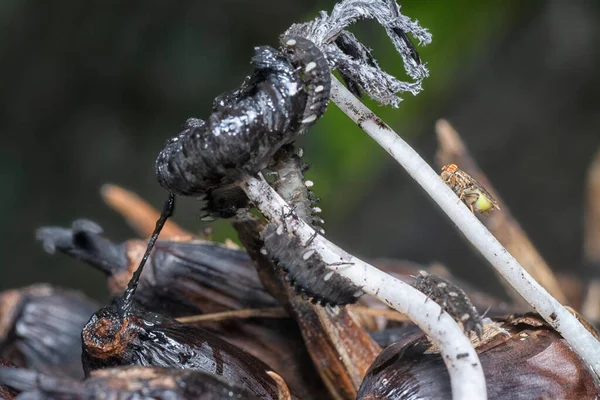 Tiro Cercano Larvas Escarabajo Hongo — Foto de Stock