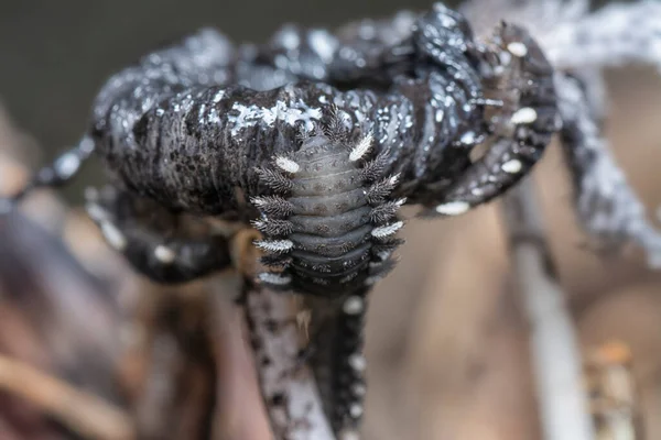 Tiro Cercano Larvas Escarabajo Hongo — Foto de Stock