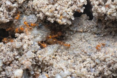 Küçük kırmızı tropikal ateş karıncalarına yakın çekim.