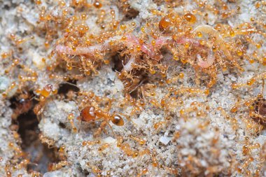 Küçük kırmızı tropikal ateş karıncalarına yakın çekim.