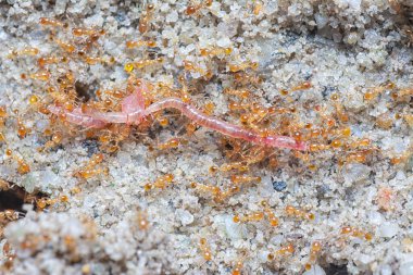 Küçük kırmızı tropikal ateş karıncalarına yakın çekim.