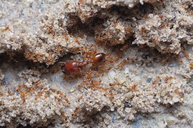 Küçük kırmızı tropikal ateş karıncalarına yakın çekim.