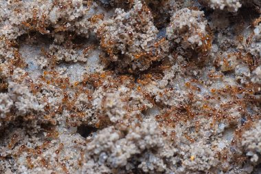 Küçük kırmızı tropikal ateş karıncalarına yakın çekim.