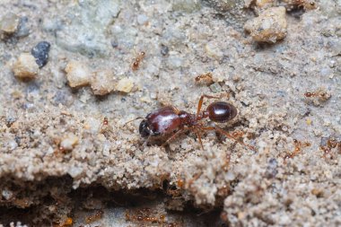 Küçük kırmızı tropikal ateş karıncalarına yakın çekim.