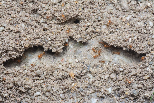 Küçük kırmızı tropikal ateş karıncalarına yakın çekim.