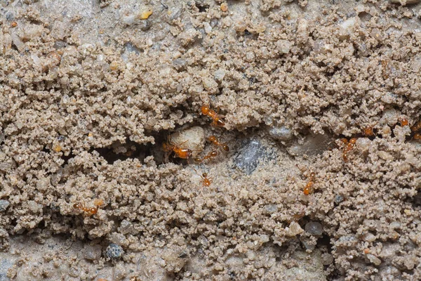 Küçük kırmızı tropikal ateş karıncalarına yakın çekim.