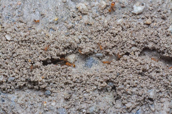 Küçük kırmızı tropikal ateş karıncalarına yakın çekim.