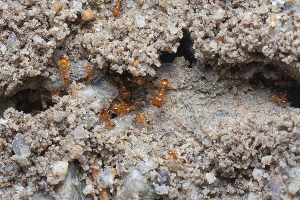 Küçük kırmızı tropikal ateş karıncalarına yakın çekim.