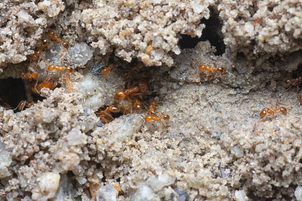 Küçük kırmızı tropikal ateş karıncalarına yakın çekim.