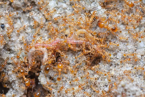 Küçük kırmızı tropikal ateş karıncalarına yakın çekim.