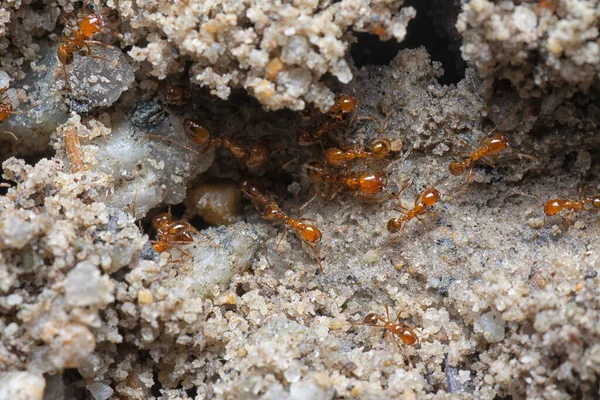 Tiro Perto Pequenas Formigas Vermelhas Fogo Tropical — Fotografia de Stock