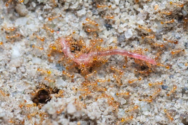 Zblízka Záběr Malého Červeného Tropického Ohně Mravenců — Stock fotografie