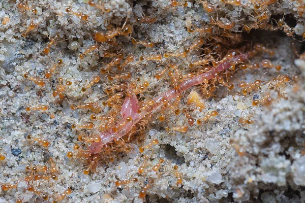 Zblízka Záběr Malého Červeného Tropického Ohně Mravenců — Stock fotografie