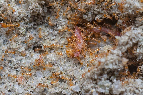 Tiro Perto Pequenas Formigas Vermelhas Fogo Tropical — Fotografia de Stock
