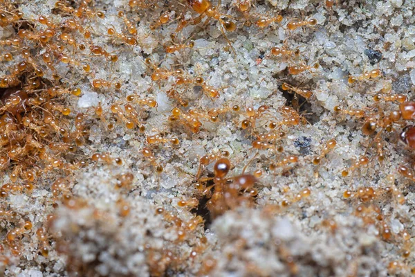 Küçük kırmızı tropikal ateş karıncalarına yakın çekim.