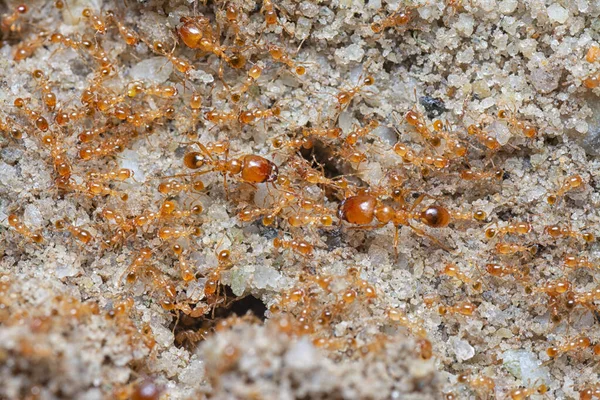 Küçük kırmızı tropikal ateş karıncalarına yakın çekim.