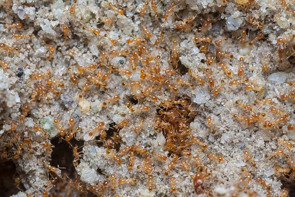 Küçük kırmızı tropikal ateş karıncalarına yakın çekim.