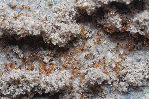 Küçük kırmızı tropikal ateş karıncalarına yakın çekim.