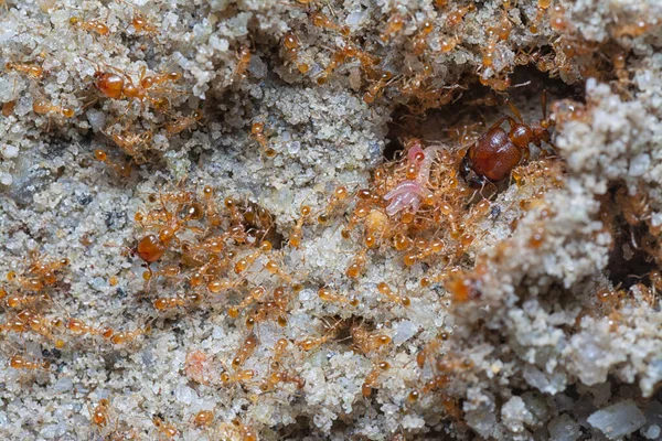 Küçük kırmızı tropikal ateş karıncalarına yakın çekim.