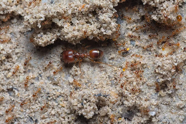 Küçük kırmızı tropikal ateş karıncalarına yakın çekim.