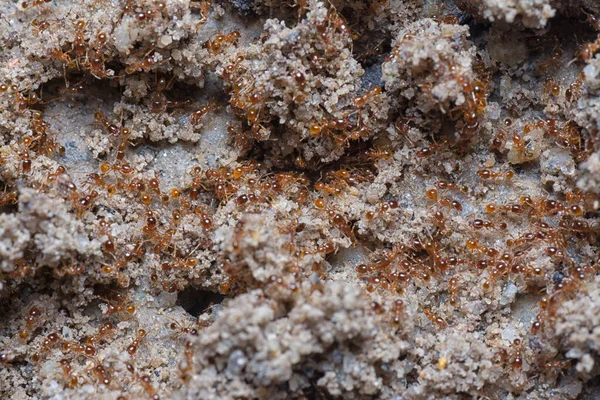 Küçük kırmızı tropikal ateş karıncalarına yakın çekim.