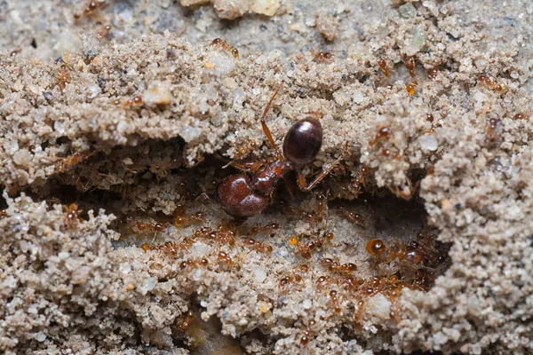 Küçük kırmızı tropikal ateş karıncalarına yakın çekim.