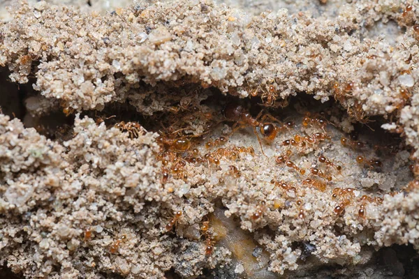 Küçük kırmızı tropikal ateş karıncalarına yakın çekim.