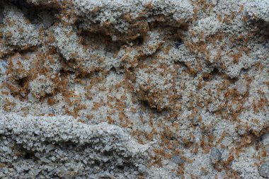 Küçük kırmızı tropikal ateş karıncalarına yakın çekim.