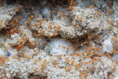 Küçük kırmızı tropikal ateş karıncalarına yakın çekim.