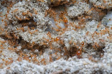 Küçük kırmızı tropikal ateş karıncalarına yakın çekim.