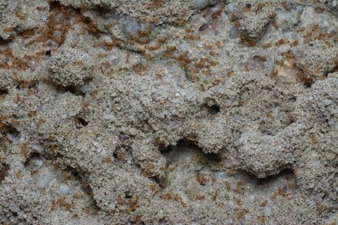 Küçük kırmızı tropikal ateş karıncalarına yakın çekim.