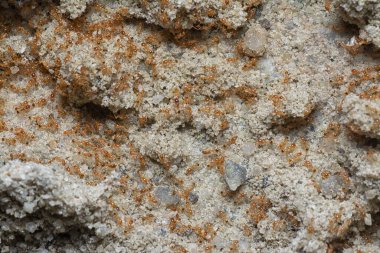 Küçük kırmızı tropikal ateş karıncalarına yakın çekim.