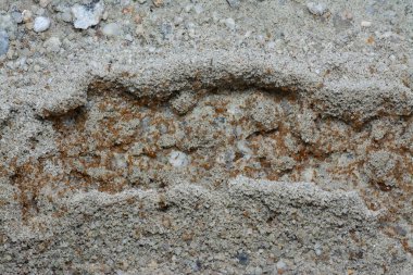 Küçük kırmızı tropikal ateş karıncalarına yakın çekim.