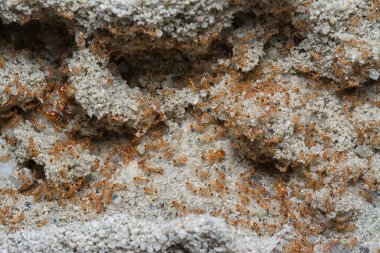 Küçük kırmızı tropikal ateş karıncalarına yakın çekim.