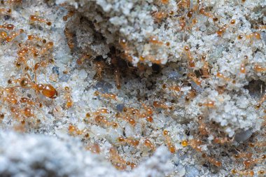 Küçük kırmızı tropikal ateş karıncalarına yakın çekim.