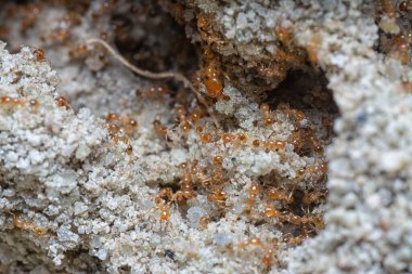 Küçük kırmızı tropikal ateş karıncalarına yakın çekim.