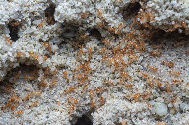 Küçük kırmızı tropikal ateş karıncalarına yakın çekim.