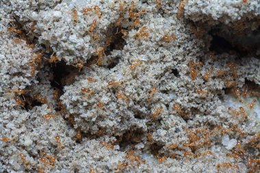 Küçük kırmızı tropikal ateş karıncalarına yakın çekim.