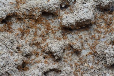 Küçük kırmızı tropikal ateş karıncalarına yakın çekim.