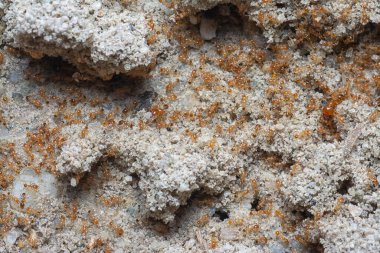 Küçük kırmızı tropikal ateş karıncalarına yakın çekim.