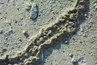 Küçük kırmızı tropikal ateş karıncalarının kumlu izleri..