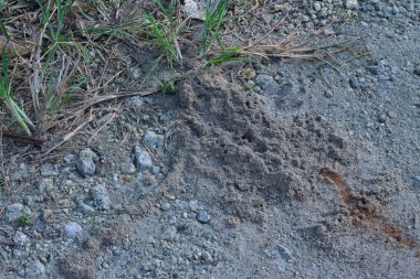 Küçük kırmızı tropikal ateş karıncalarının kumlu izleri..