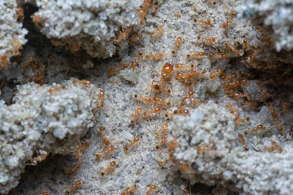 Tiro Cerca Pequeñas Hormigas Rojas Fuego Tropical —  Fotos de Stock