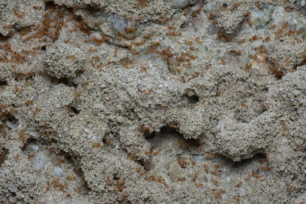 Küçük kırmızı tropikal ateş karıncalarına yakın çekim.