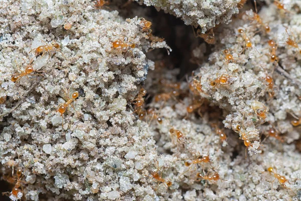 Tiro Perto Pequenas Formigas Vermelhas Fogo Tropical — Fotografia de Stock
