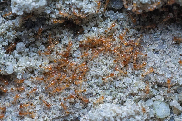 Tiro Cerca Pequeñas Hormigas Rojas Fuego Tropical — Foto de Stock