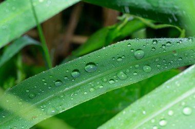 Yabani çimen yüzeyinde çiy damlaları.